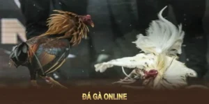 Cách Chơi Đá Gà GA28 Tại Good88 Hiệu Quả Và Chi Tiết 3 Cách Chơi Đá Gà GA28 Tại Good88 Hiệu Quả Và Chi Tiết